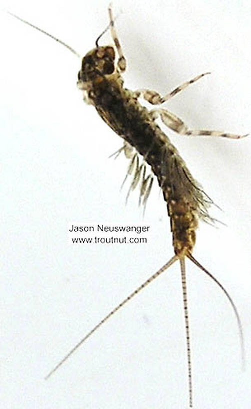 Leptophlebia cupida (Borcher Drake) Mayfly Nymph from the Namekagon River in Wisconsin