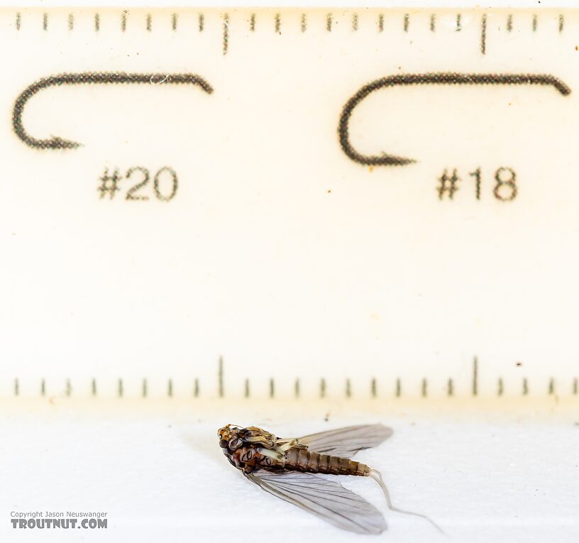 I took this scale shot after preserving the specimen in alcohol already, so it's wrinkly.  Female Baetis tricaudatus (Blue-Winged Olive) Mayfly Dun from the Yakima River in Washington