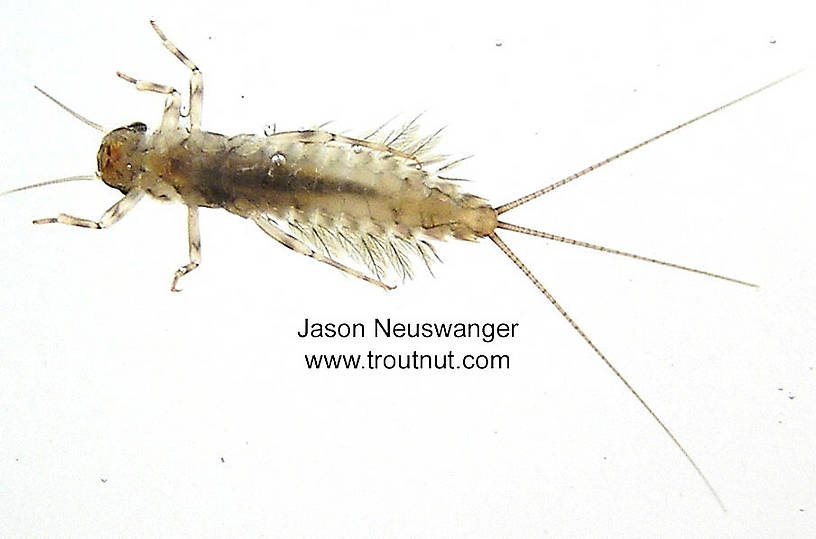 Leptophlebia cupida (Borcher Drake) Mayfly Nymph from the Namekagon River in Wisconsin