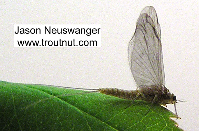 Female Baetidae (Blue-Winged Olives) Mayfly Dun from unknown in Wisconsin