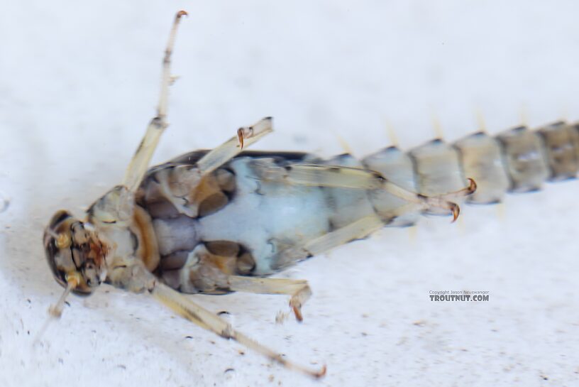 Male Baetis tricaudatus (Blue-Winged Olive) Mayfly Nymph from the Yakima River in Washington