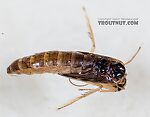 Helicopsyche borealis (Speckled Peter) Caddisfly Pupa