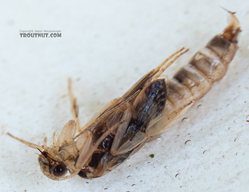 Helicopsyche borealis (Speckled Peter) Caddisfly Pupa from the Yakima River in Washington