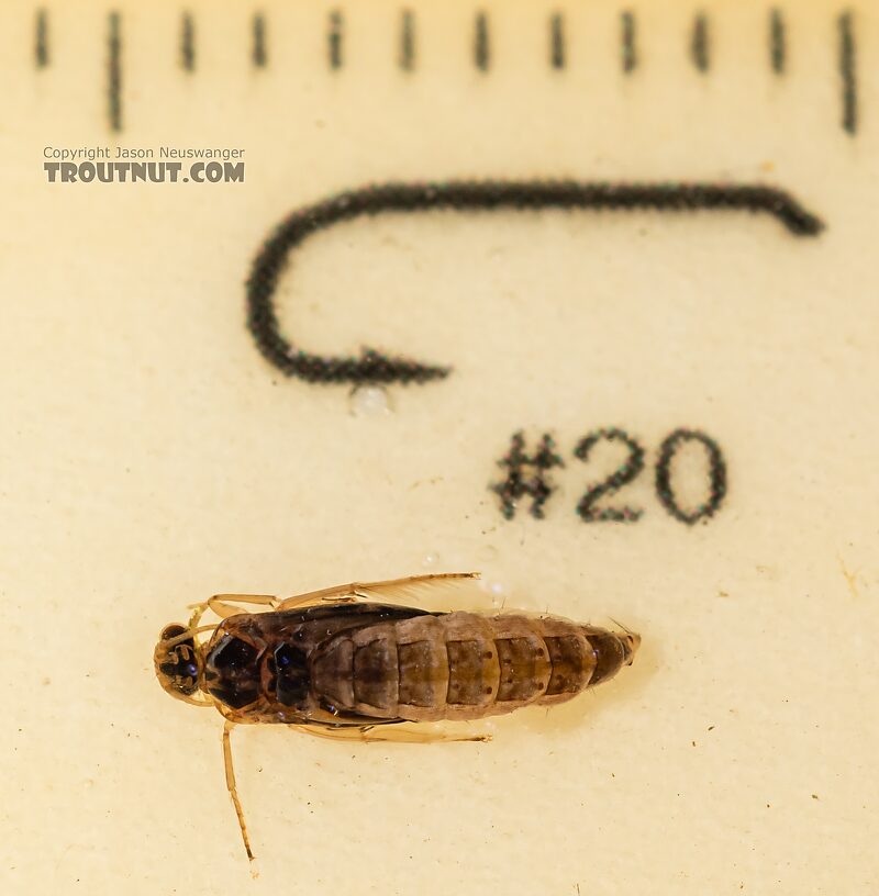 Helicopsyche borealis (Speckled Peter) Caddisfly Pupa from the Yakima River in Washington