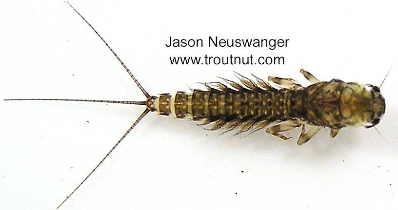 Leptophlebia (Black Quills and Blue Quills) Mayfly Nymph from the Bois Brule River in Wisconsin
