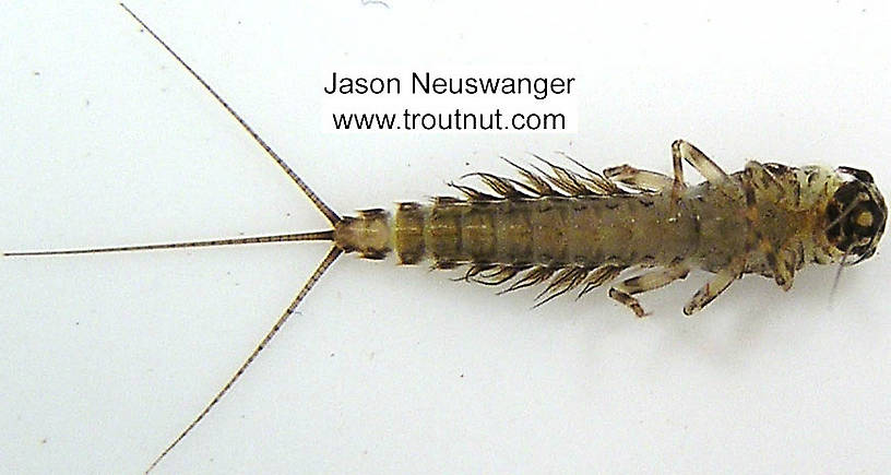 Leptophlebia (Black Quills and Blue Quills) Mayfly Nymph from the Bois Brule River in Wisconsin
