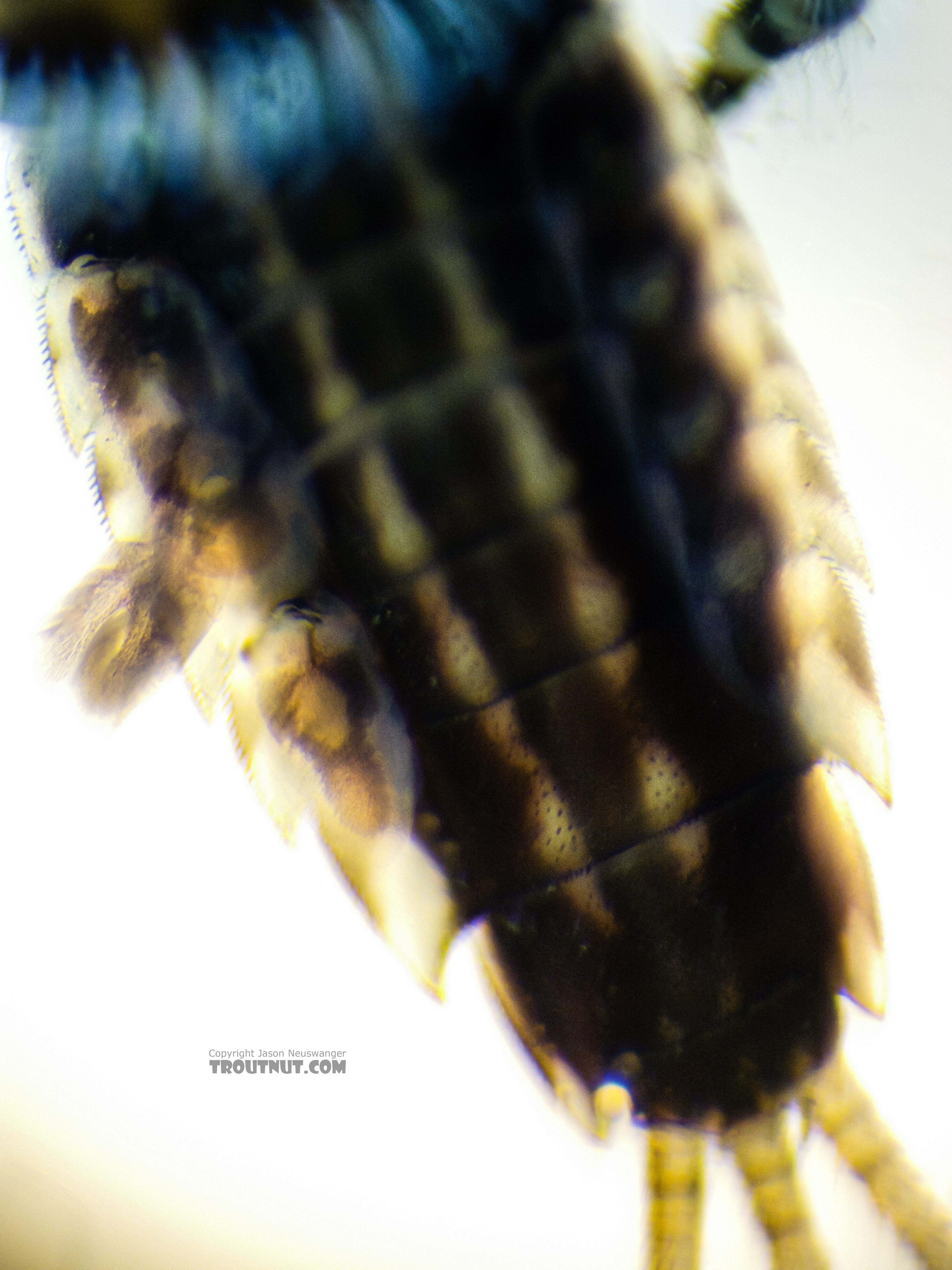 Ephemerella excrucians (Pale Morning Dun) Mayfly Nymph from the Yakima River in Washington