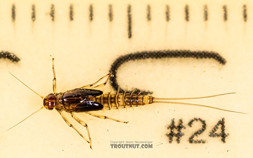 Male Baetis bicaudatus (BWO) Mayfly Nymph from Holder Creek in Washington