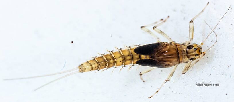 Female Baetis bicaudatus (BWO) Mayfly Nymph from Holder Creek in Washington