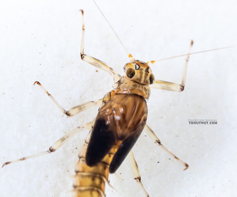 This one actually shows the dark-bilobed markings on the pronotum characteristic of the Baetis rhodandi group (to which Baetis tricaudatus belongs). Most specimens I've seen don't have it.  Female Baetis bicaudatus (BWO) Mayfly Nymph from Holder Creek in Washington