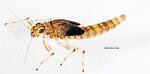 Female Baetis bicaudatus (BWO) Mayfly Nymph