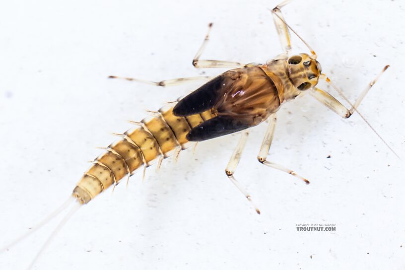 Female Baetis bicaudatus (BWO) Mayfly Nymph from Holder Creek in Washington
