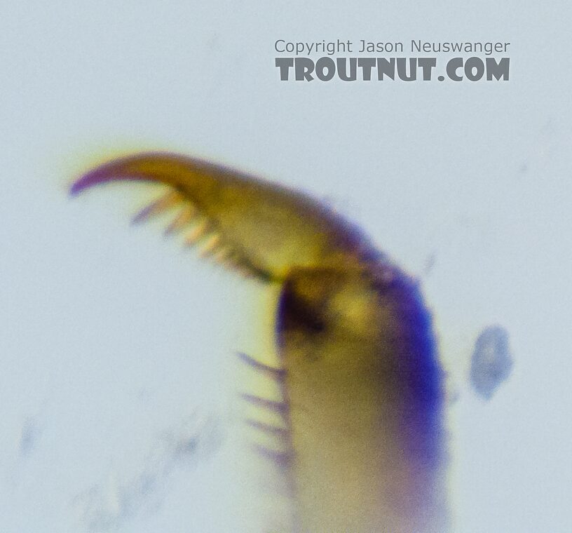 Closeup of a tarsal claw  Female Baetis bicaudatus (BWO) Mayfly Nymph from Holder Creek in Washington