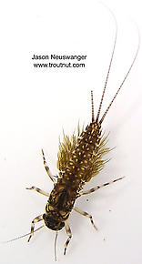 Leptophlebia cupida (Borcher Drake) Mayfly Nymph