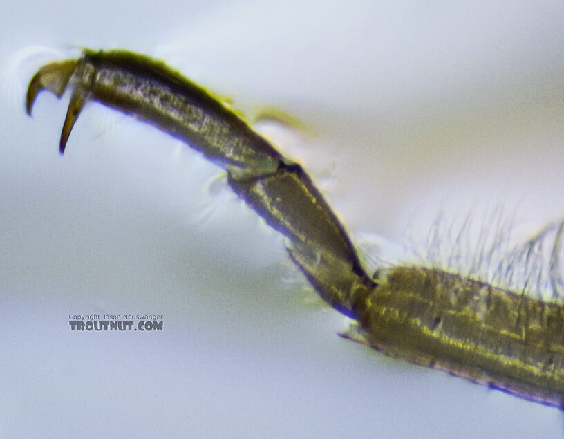 Hind tarsus. The second segment is longer than the first, ruling out the most obvious guess at this one's family (Nemouridae) and pointing instead to the correct ID of Taeniopterygidae.  Taenionema (Willowflies) Stonefly Nymph from Holder Creek in Washington