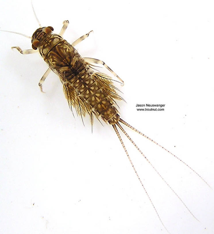 Leptophlebia cupida (Borcher Drake) Mayfly Nymph from the West Fork of the Chippewa River, Headwaters in Wisconsin