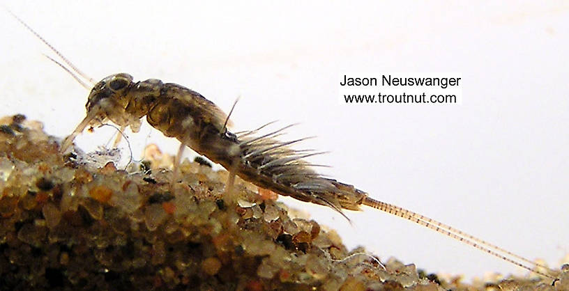 Leptophlebia cupida (Borcher Drake) Mayfly Nymph from the West Fork of the Chippewa River, Headwaters in Wisconsin