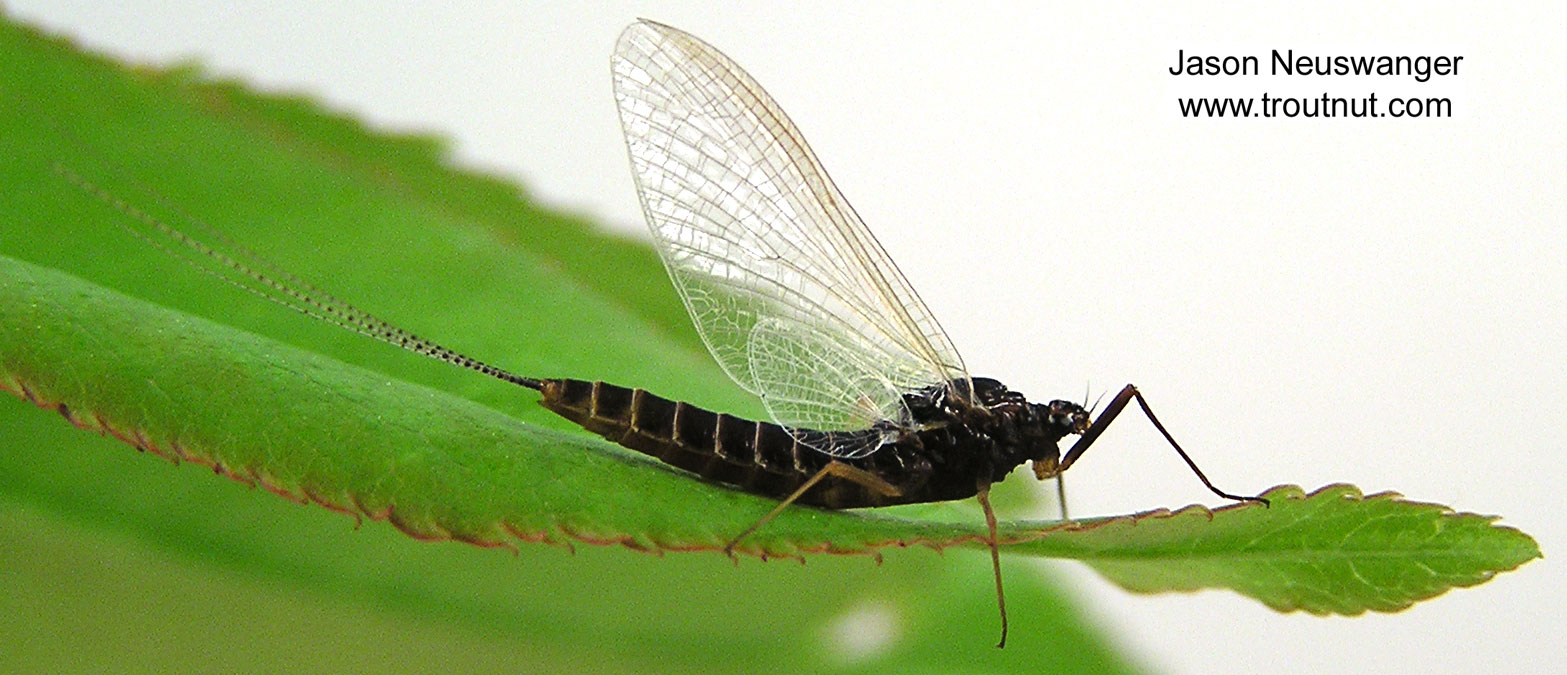 Female Leptophlebia cupida (Borcher Drake) Mayfly Spinner from unknown in Wisconsin