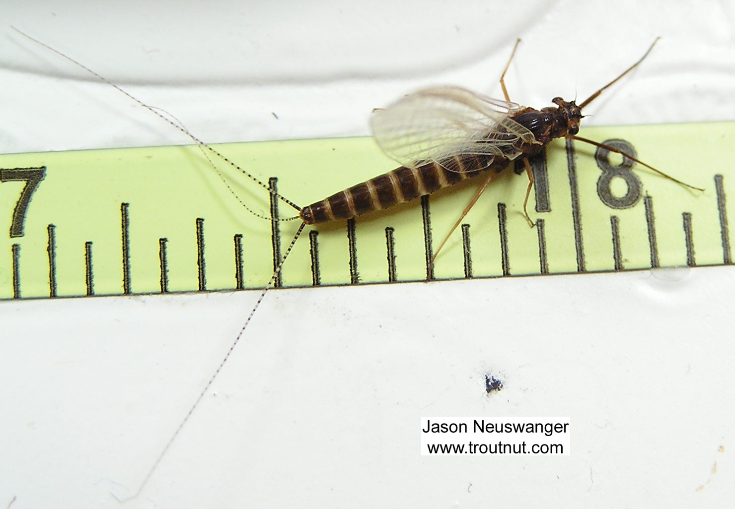 Female Leptophlebia cupida (Borcher Drake) Mayfly Spinner from unknown in Wisconsin