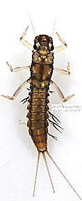 Paraleptophlebia (Blue Quills and Mahogany Duns) Mayfly Nymph