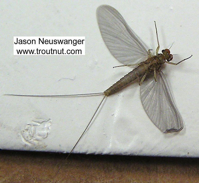 Male Baetidae (Blue-Winged Olives) Mayfly Dun from unknown in Wisconsin
