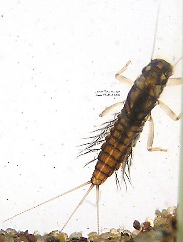 Paraleptophlebia (Blue Quills and Mahogany Duns) Mayfly Nymph from unknown in Wisconsin
