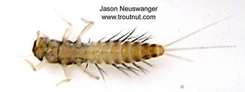 Paraleptophlebia (Blue Quills and Mahogany Duns) Mayfly Nymph from unknown in Wisconsin
