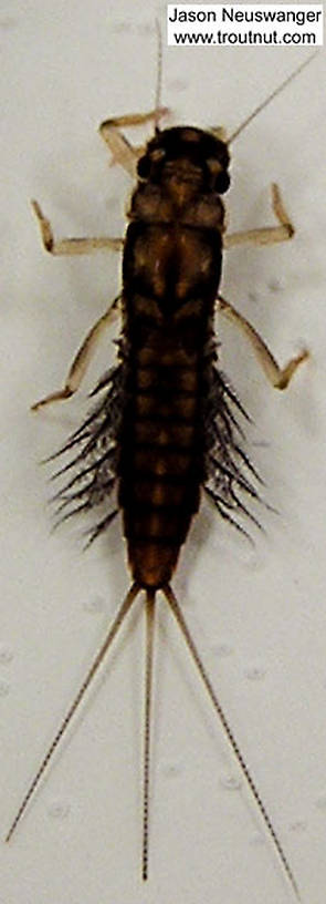 Paraleptophlebia (Blue Quills and Mahogany Duns) Mayfly Nymph from Big Brook in Wisconsin