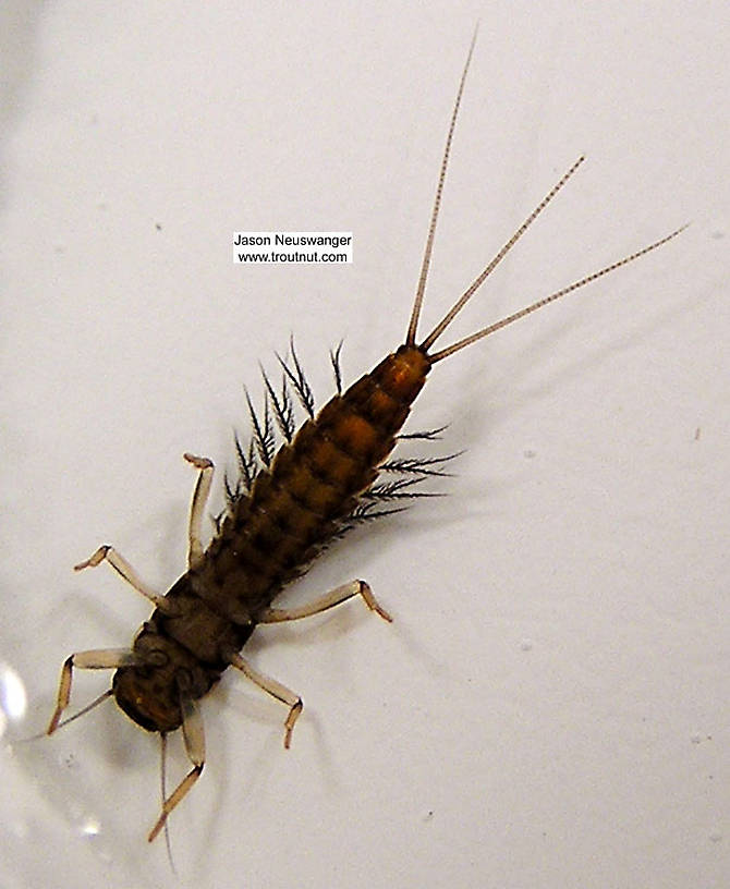 Paraleptophlebia (Blue Quills and Mahogany Duns) Mayfly Nymph from Big Brook in Wisconsin