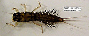 Paraleptophlebia (Blue Quills and Mahogany Duns) Mayfly Nymph