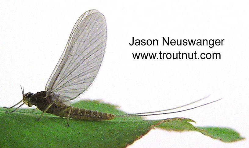 Female Baetidae (Blue-Winged Olives) Mayfly Dun from unknown in Wisconsin