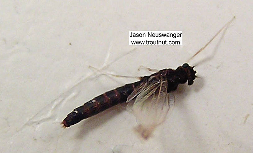 Paraleptophlebia (Blue Quills and Mahogany Duns) Mayfly Nymph from the Bois Brule River in Wisconsin