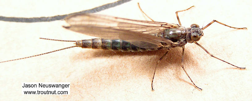 Female Siphlonurus quebecensis (Gray Drake) Mayfly Dun from unknown in Wisconsin