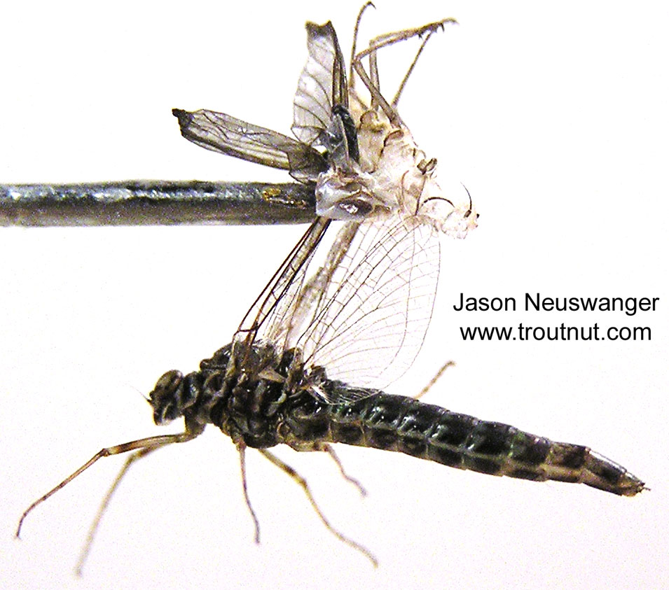 Female Siphlonurus quebecensis (Gray Drake) Mayfly Spinner from unknown in Wisconsin
