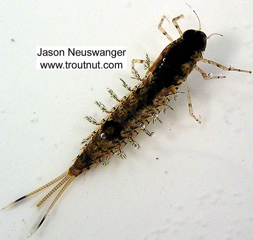 Siphloplecton basale (Pseudo-Gray Drake) Mayfly Nymph from unknown in Wisconsin