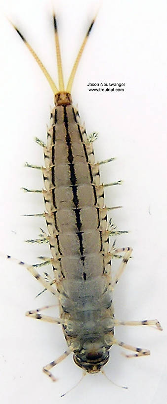 Siphloplecton (Pseudo-Gray Drakes) Mayfly Nymph from unknown in Wisconsin