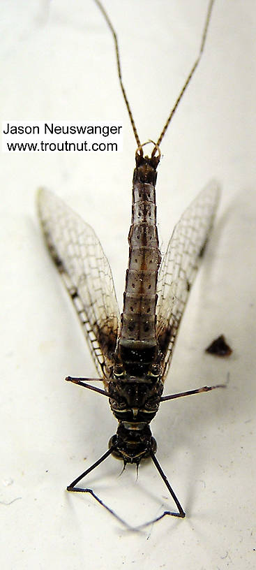 Male Siphloplecton basale (Pseudo-Gray Drake) Mayfly Spinner from the Namekagon River in Wisconsin