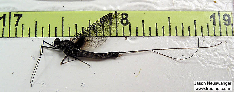 Male Siphloplecton basale (Pseudo-Gray Drake) Mayfly Spinner from the Namekagon River in Wisconsin