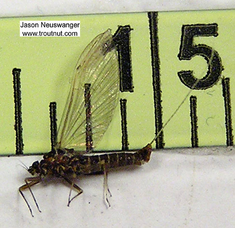Female Baetidae (Blue-Winged Olives) Mayfly Spinner from unknown in Wisconsin