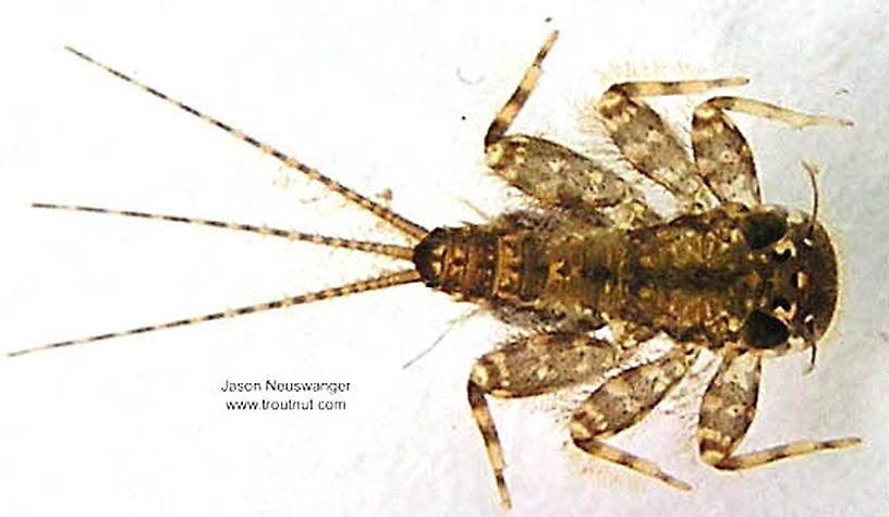 Maccaffertium (March Browns and Cahills) Mayfly Nymph from unknown in Wisconsin