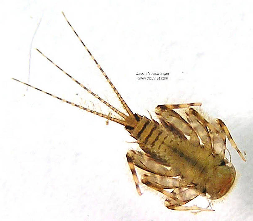 Maccaffertium (March Browns and Cahills) Mayfly Nymph from unknown in Wisconsin