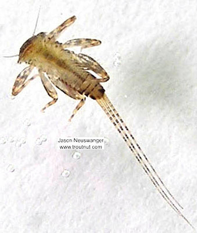 Maccaffertium (March Browns and Cahills) Mayfly Nymph from the Namekagon River in Wisconsin