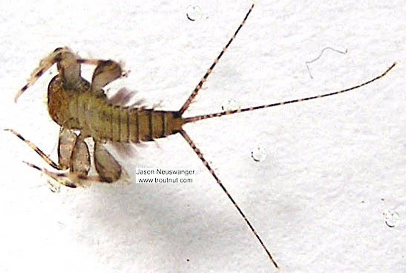 Maccaffertium (March Browns and Cahills) Mayfly Nymph from the Namekagon River in Wisconsin