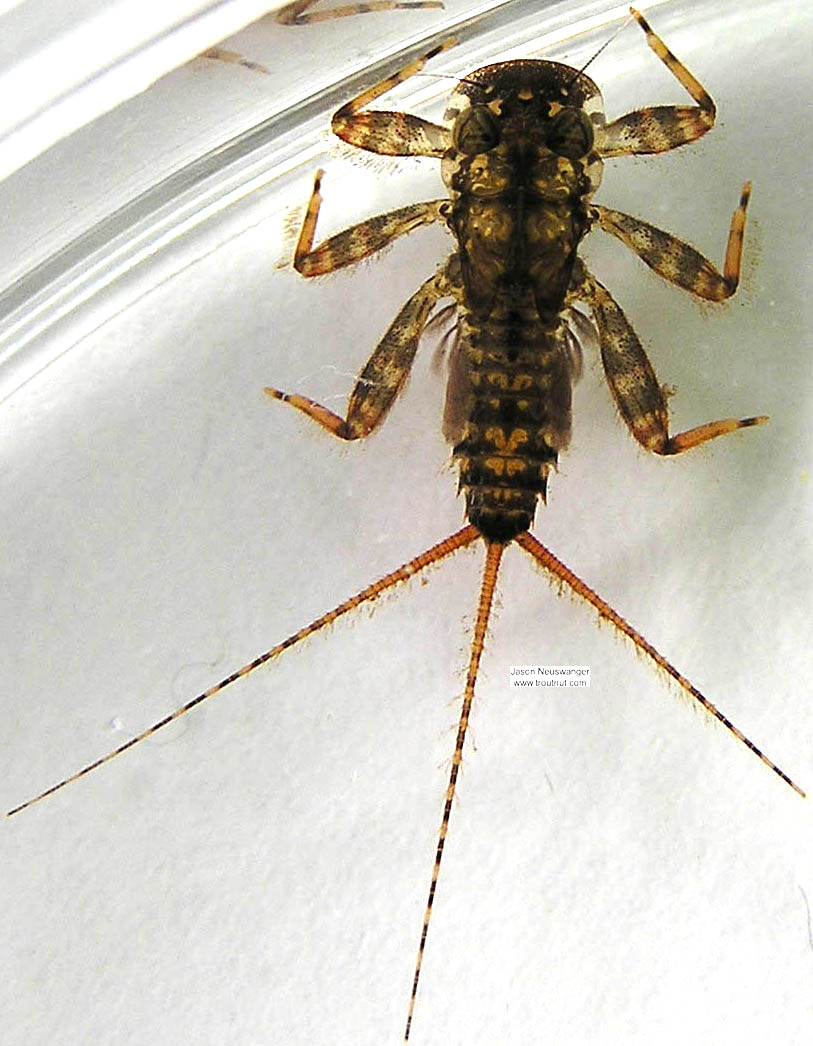 Maccaffertium vicarium (March Brown) Mayfly Nymph from unknown in Wisconsin