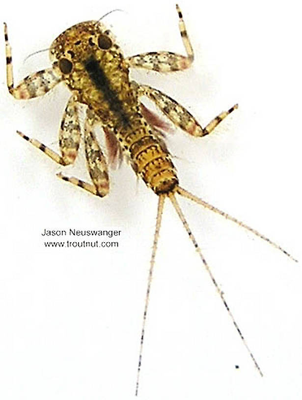 Maccaffertium luteum Mayfly Nymph from unknown in Wisconsin