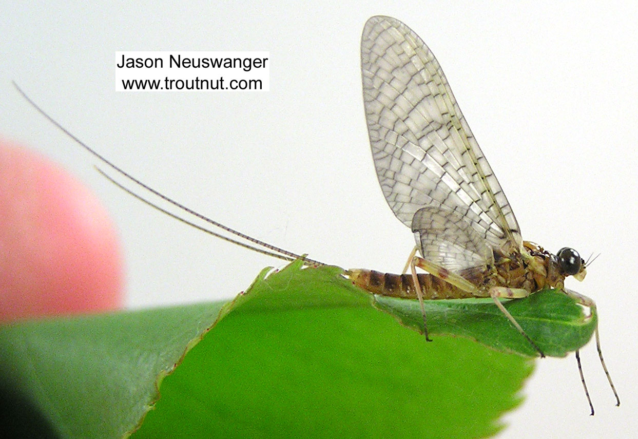 Male Maccaffertium vicarium (March Brown) Mayfly Dun from the Namekagon River in Wisconsin