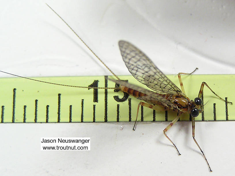 Male Maccaffertium vicarium (March Brown) Mayfly Dun from the Namekagon River in Wisconsin