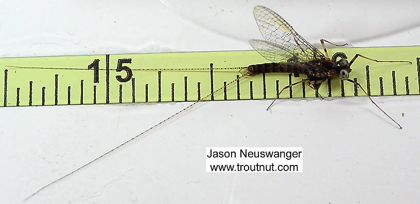 Male Maccaffertium vicarium (March Brown) Mayfly Spinner from unknown in Wisconsin