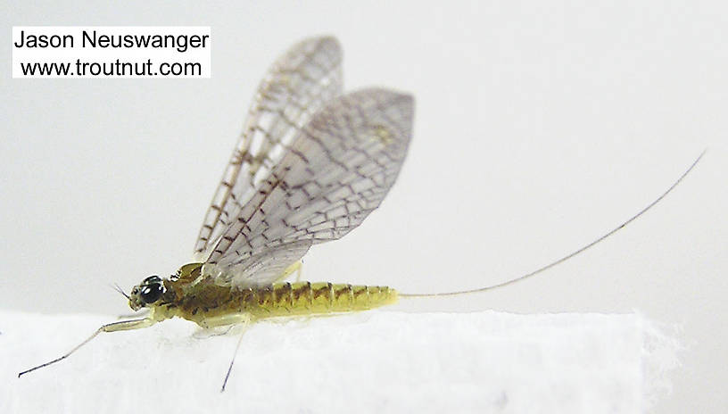 Female Leucrocuta hebe (Little Yellow Quill) Mayfly Dun from unknown in Wisconsin