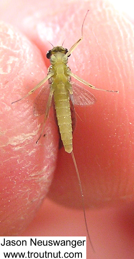 Female Leucrocuta hebe (Little Yellow Quill) Mayfly Dun from unknown in Wisconsin